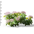 Beautiful Pink Hydrangeas With Fresh Green Leaves In Garden