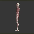 Human Limb Muscles Anatomical 3D Model Displaying Detailed Muscle Structure and Fibers
