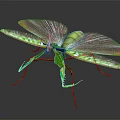 Green Mantis With Transparent Wings And Red Legs On Dark Background