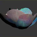 Artistic Translucent Flower With Colorful Blue Pink White Petals On Dark Background