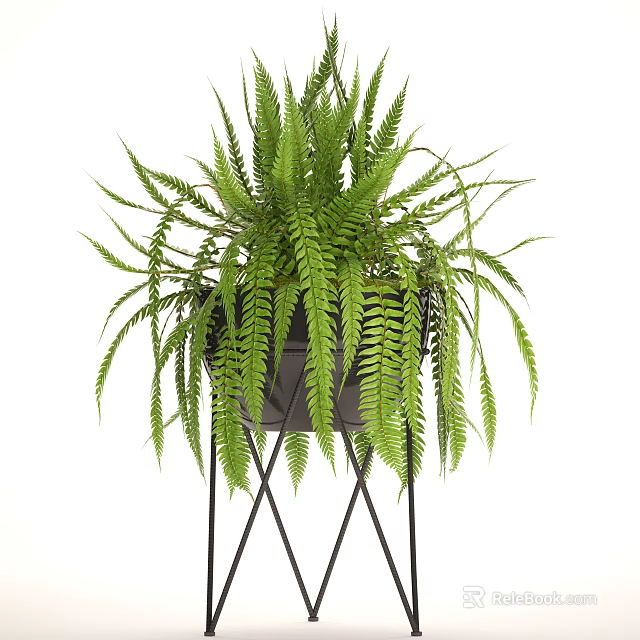 Lush Green Potted Fern Plant in Black Metal Pot with Geometric Stand on White Background 3d model 