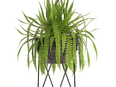 Lush Green Potted Fern Plant in Black Metal Pot with Geometric Stand on White Background 3d model