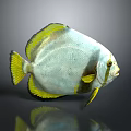 Colorful White and Yellow Fish with Round Body Yellow Fins and Shiny Scales