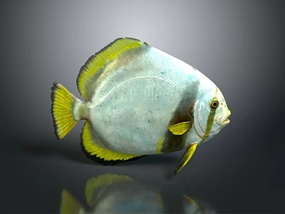 Colorful White and Yellow Fish with Round Body Yellow Fins and Shiny Scales 3d model