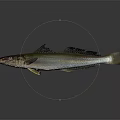 Realistic Shiny Silver Fish With Black Fins Isolated On Gray Background