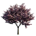 Arbor Trees With Dark Purple Leaves Displayed In Multiple Views And Human Figure For Scale