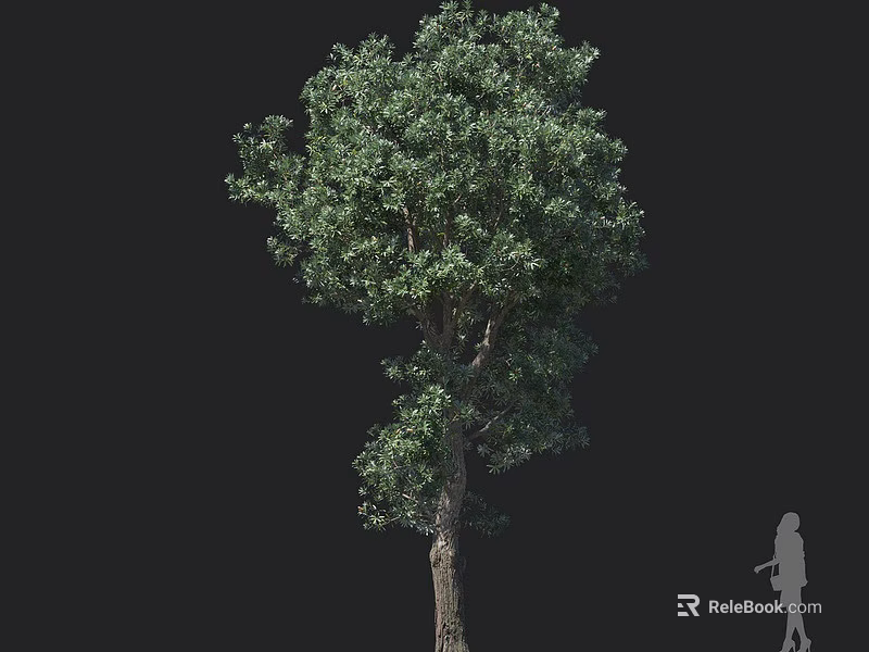 Tall Arbor Tree With Lush Green Foliage Strong Trunk And Human Silhouette For Scale 3d model 