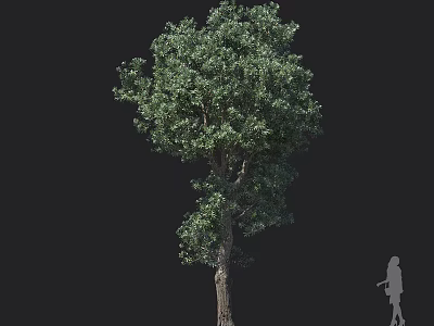 Tall Arbor Tree With Lush Green Foliage Strong Trunk And Human Silhouette For Scale 3d model