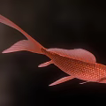 Red Goldfish with Large Fins Flowing Tail and Orange Red Body in Dark Background