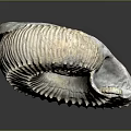 Ammonite Fossil With Spiral Structure Textured Surface And Detailed Ridges Displayed On Dark Background
