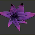 Glossy Pink Flower With Long Slender Petals On Dark Background And Reflection