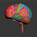 Medical Device Colorful Human Brain Anatomical Model with Detailed Structure and Stand