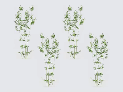 Bamboo Plants with Green Stems and Fresh Leaves Displayed in White Background for Natural Decor 3d model