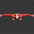 Detailed Human Muscle Anatomy 3D Model In Red With Open Arms Pose