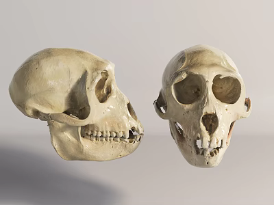 Two Primate Skulls Showing Anatomical Structure Comparison With Side Front Views 3d model