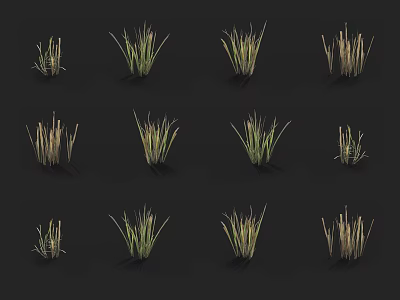 Various Grass Plants in Different Growth Stages Arranged on Black Background 3d model