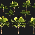 Healthy Green Fan Palm Trees With Lush Foliage And Different Growth Postures