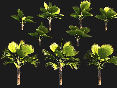 Healthy Green Fan Palm Trees With Lush Foliage And Different Growth Postures 3d model