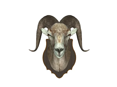 Decorative Realistic Ram Head Animal Wall Decor Hanging for Home Decoration 3d model