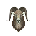 Decorative Realistic Ram Head Animal Wall Decor Hanging for Home Decoration