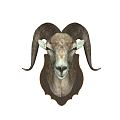 Nordic Sheephead Wall Decorations Country Sheephead Wall Decorations 3d model