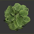 Green Leafy Indoor Houseplant In Orange Pot With Lush Foliage