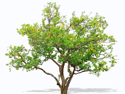 Lush Fruit Arbor With Green Leaves And Ripe Orange Fruits On Branches 3d model