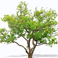 Lush Fruit Arbor With Green Leaves And Ripe Orange Fruits On Branches