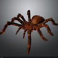 Red Hairy Spider With Large Body And Long Legs On Gray Gradient Background