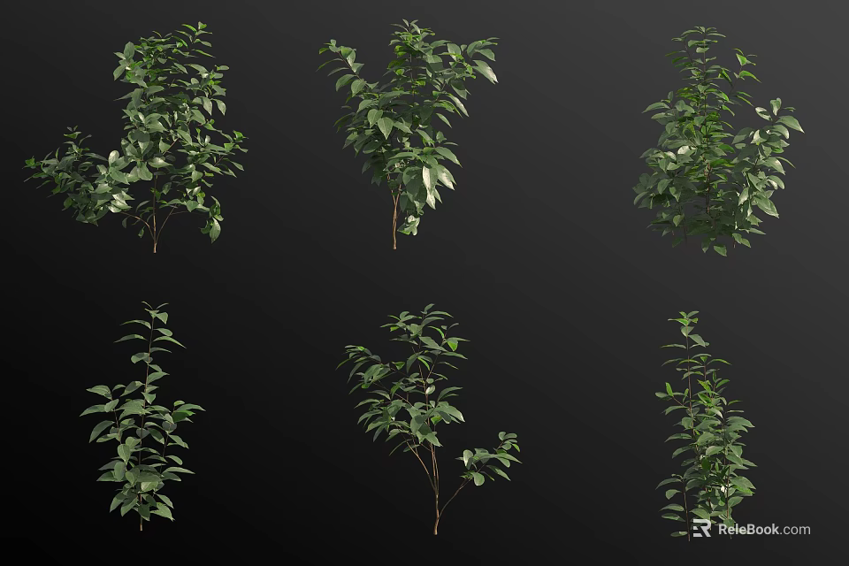 Arbor Trees With Green Leaves In Various Forms Isolated On Black Background 3d model