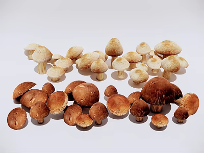 Fresh Assorted Mushrooms With White and Brown Varieties on White Surface 3d model