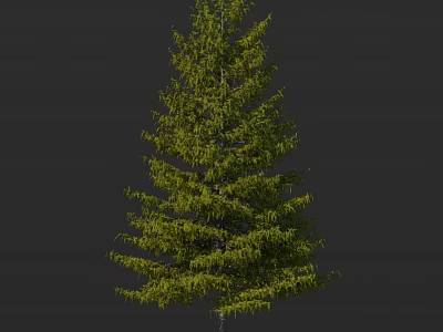 Tall Green Arbor With Dense Branches And Lush Foliage Against Dark Background 3d model