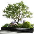 Elegant Plant Combination With Large Tree Purple Pink Flowers Green Shrubs In Black Marble Planter