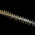 Long Bodied Centipede With Numerous Legs Segmented Body And Brown Head On Black Background