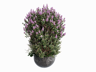 Thriving Bonsai Potted Plant With Purple Flowers And Dark Decorative Pot 3d model