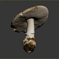 Fresh Wild Mushroom with Brown Spotted Cap White Stem and Soil Base