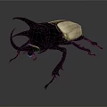 Black and White Horned Beetle With Large Curved Horns On Gray Background