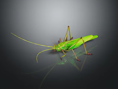 Green Grasshopper with Long Antennae and Slender Legs on Dark Background Showing Reflection 3d model