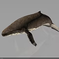 Brown And White Whale With Detailed Texture On Dark Reflective Background