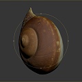 conch bone snail snail field snail shellfish marine animal fish freshwater fish marine fish animal 3d model