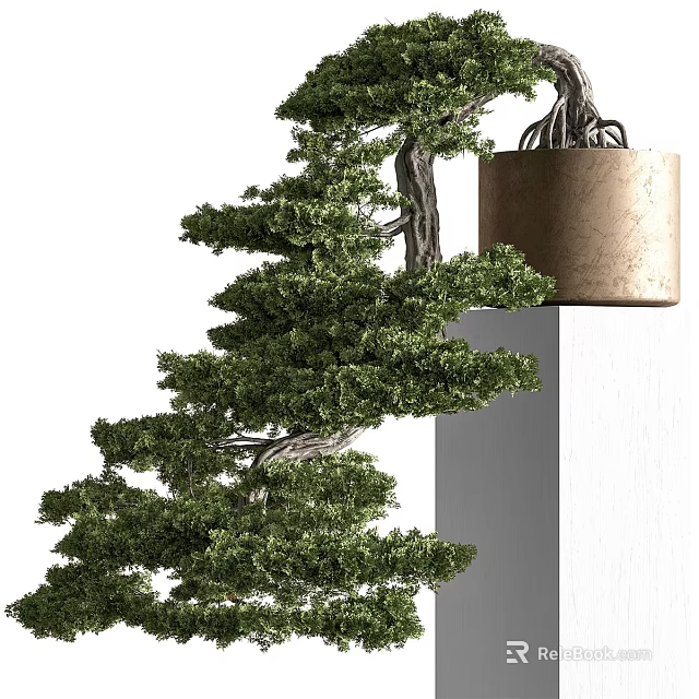 Natural Decorative Bonsai Tree With Layered Pine Foliage On White Column 3d model 