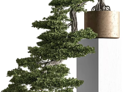 Natural Decorative Bonsai Tree With Layered Pine Foliage On White Column 3d model