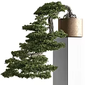 Natural Decorative Bonsai Tree With Layered Pine Foliage On White Column