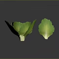 Fresh Green Lettuce Two Large And Small On Gray Background With Reflections