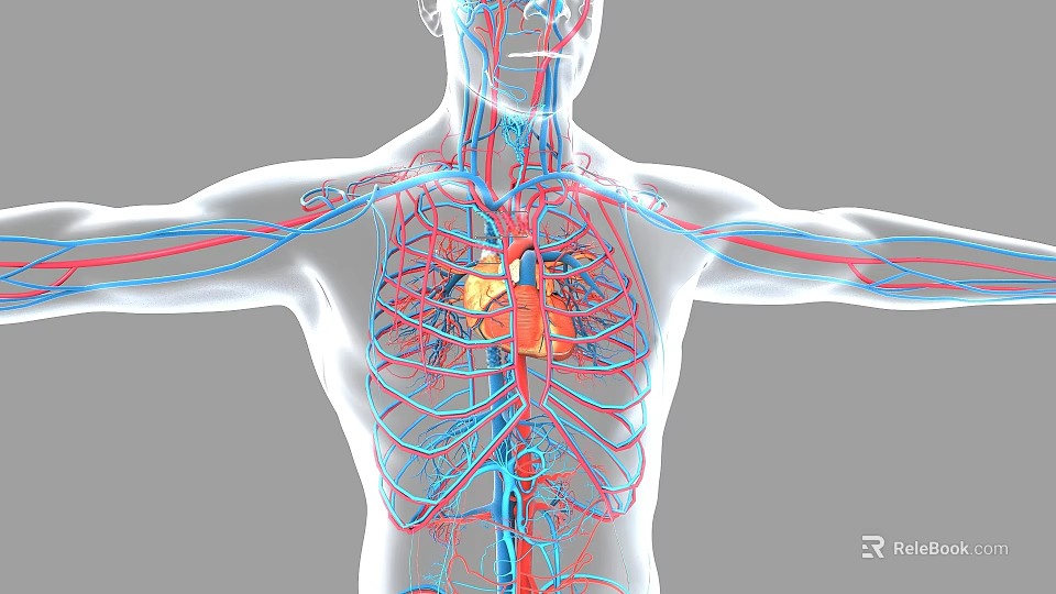 Man's 3D Anatomical Cardiovascular System Illustration With Heart Blood Vessels 3d model 