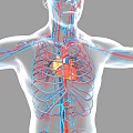 Man's 3D Anatomical Cardiovascular System Illustration With Heart Blood Vessels