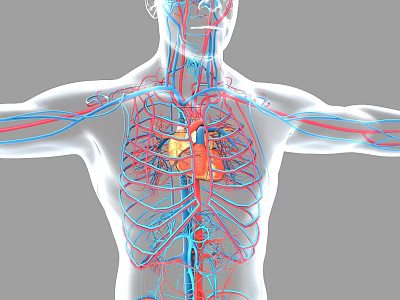 Man's 3D Anatomical Cardiovascular System Illustration With Heart Blood Vessels 3d model