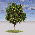 Fruit Bearing Tree With Green Leaves Yellow Fruits And Grass Under Blue Sky White Clouds