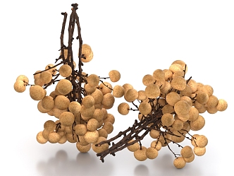 Longan longan fruit 3d model