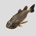 Realistic Brown And Black Fish With Detailed Scales Fins And Tail